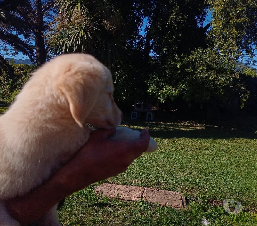 Gatos en Venta Santiago Vitacura - Fotos de Preciosos Cachorros golden retriever