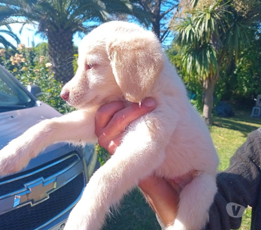 Gatos en Venta Santiago Vitacura - Fotos de Preciosos Cachorros golden retriever