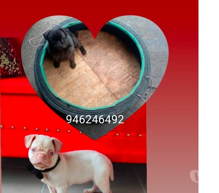 Gatos en Venta Concepción Coronel - Fotos de Parejita pug exoticos