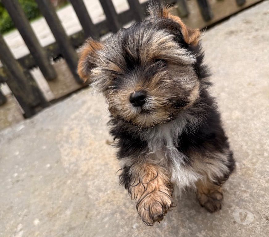 Gatos en Venta Llanquihue Puerto Montt - Fotos de Hermosos perritos yorkshire terrier