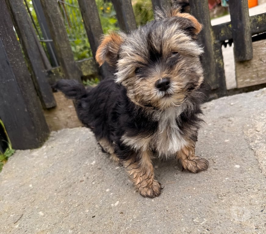 Gatos en Venta Llanquihue Puerto Montt - Fotos de Hermosos perritos yorkshire terrier