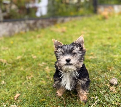 Gatos en Venta Puerto Montt Llanquihue - Fotos de Hermosos perritos yorkshire terrier