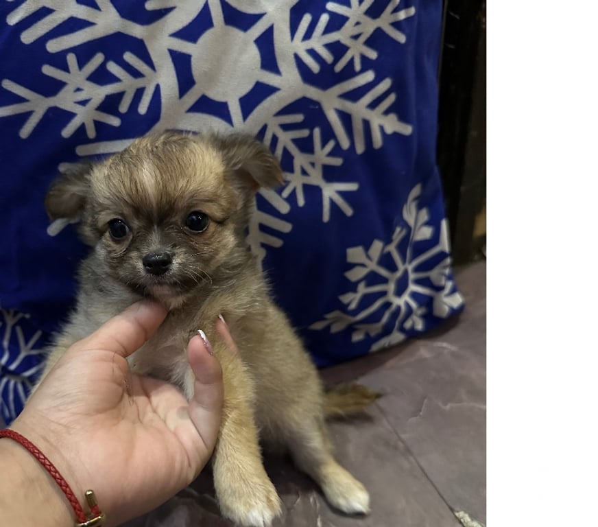 Gatos en Venta Santiago Santiago - Fotos de Chihuahuas pelo largo cabeza de manzana