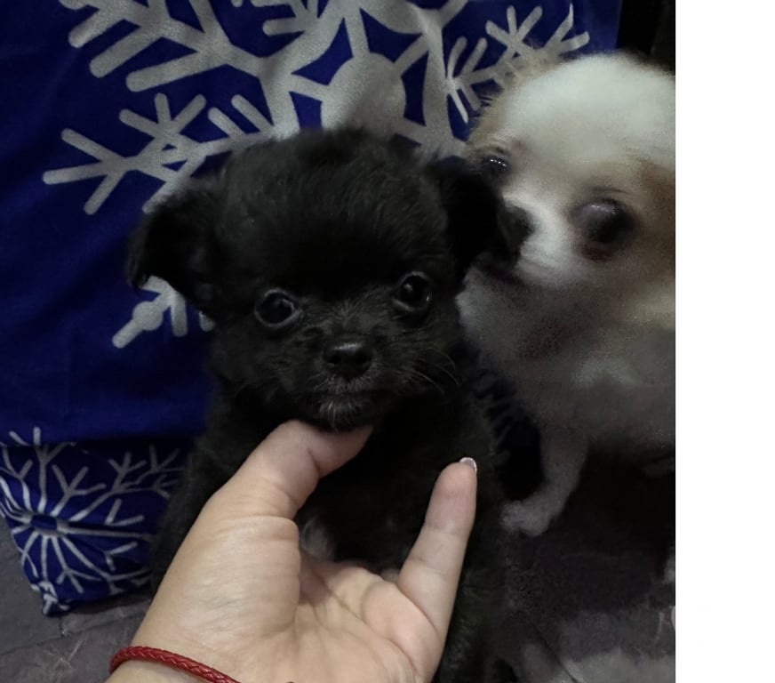 Gatos en Venta Santiago Santiago - Fotos de Chihuahuas pelo largo cabeza de manzana