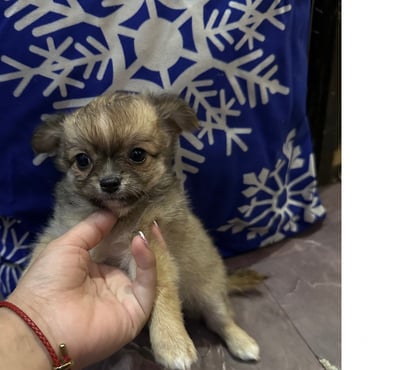 Perros en Venta Santiago Santiago - Fotos de Chihuahuas pelo largo cabeza de manzana