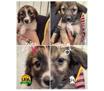 Cachorros, mezcla Spaniel Holandés