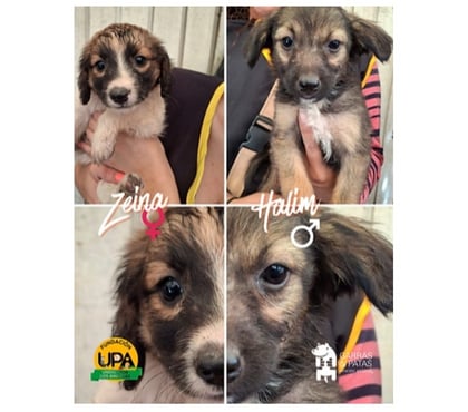 Mascotas Adopción Santiago Santiago - Fotos de Cachorros, mezcla Spaniel Holandés