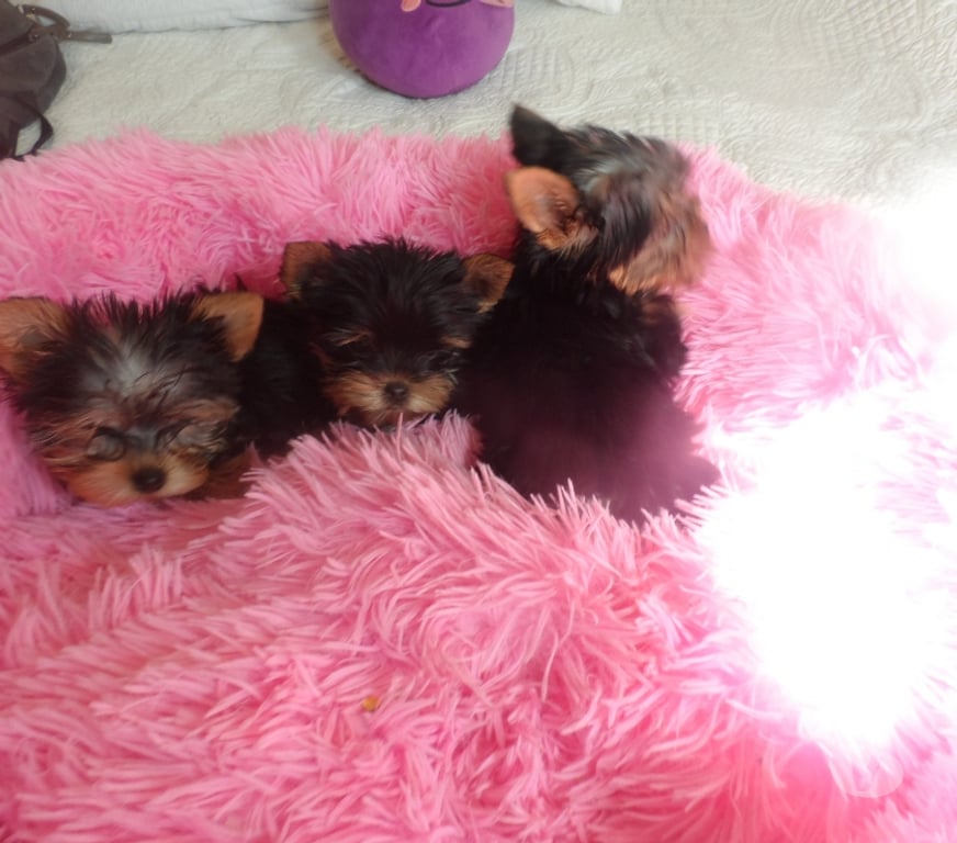 Gatos en Venta Santiago Maipú - Fotos de yorkshire micro toy hembras