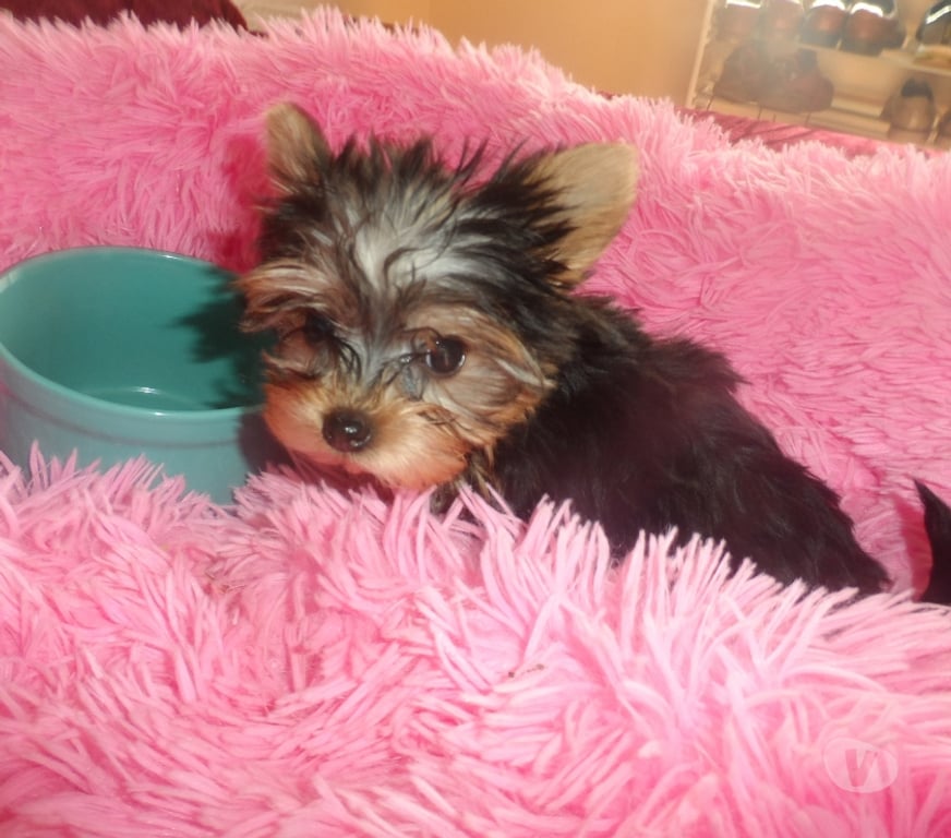 Gatos en Venta Santiago Maipú - Fotos de yorkshire micro toy hembras