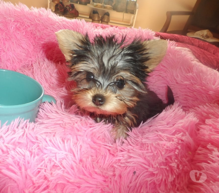 Gatos en Venta Santiago Maipú - Fotos de yorkshire micro toy hembras