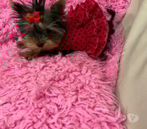 yorkshire micro toy hembras