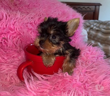 Venta de Mascotas Maipú Santiago - Fotos de yorkshire micro toy machos