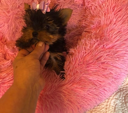 Venta de Mascotas Maipú Santiago - Fotos de yorkshire ultra micro toy hembra