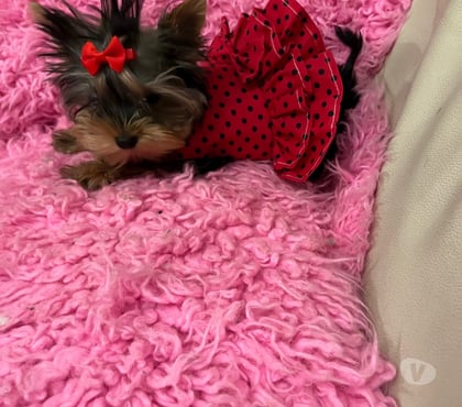 Venta de Mascotas Maipú Santiago - Fotos de yorkshire micro toy hembras