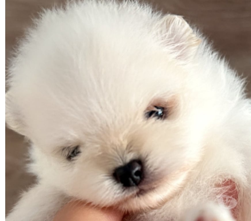 Gatos en Venta Valparaíso Viña del Mar - Fotos de Preciosos pomeranias mini lulu