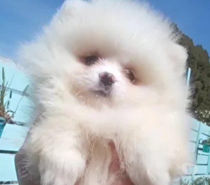 Gatos en Venta Viña del Mar Valparaíso - Fotos de Preciosos pomeranias mini lulu
