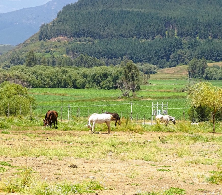 Parcelas en Venta Talca Maule - Fotos de Parcela con hermosa vista