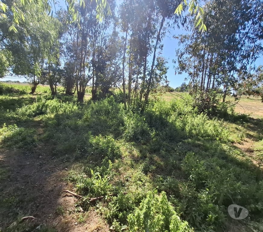 Parcelas en Venta Ñuble San Carlos - Fotos de EN VENTA PARCELAS SECTOR SANTA ROSA - NINQUIHUE