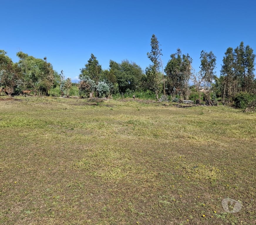 Parcelas en Venta Ñuble San Carlos - Fotos de EN VENTA PARCELAS SECTOR SANTA ROSA - NINQUIHUE