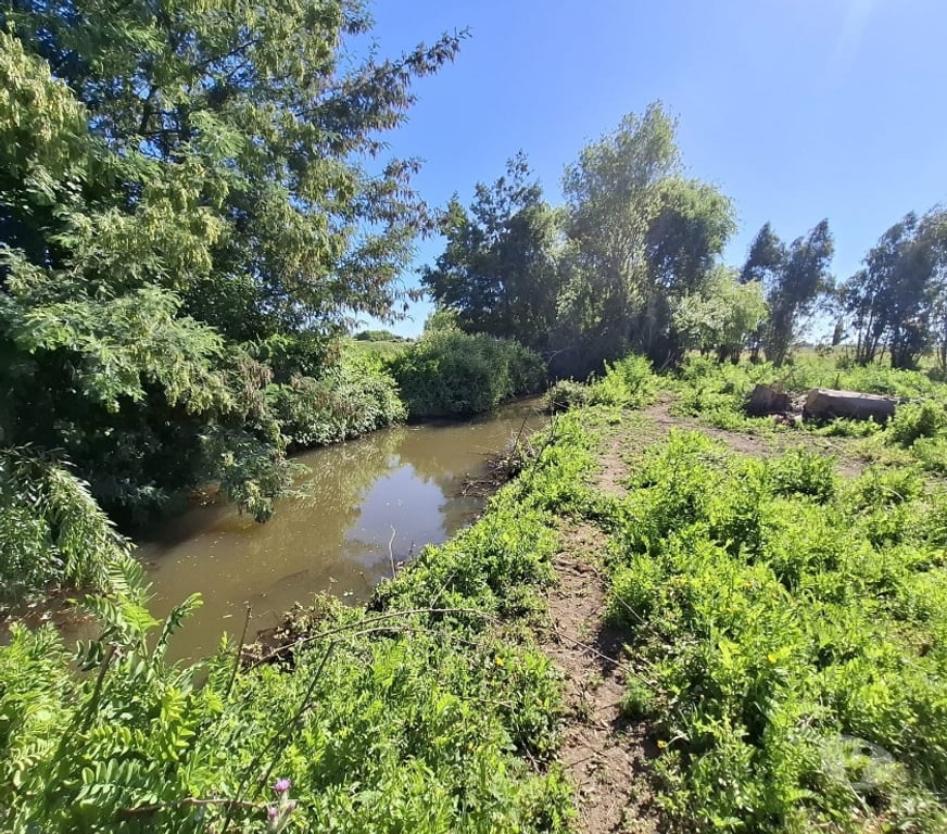 Parcelas en Venta Ñuble San Carlos - Fotos de EN VENTA PARCELAS SECTOR SANTA ROSA - NINQUIHUE
