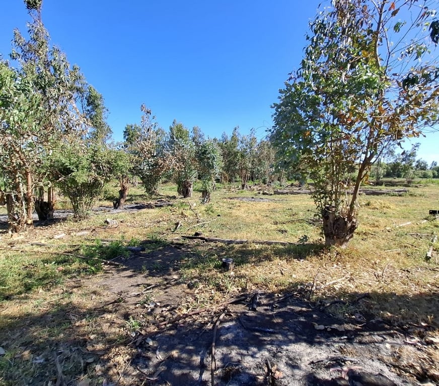 Parcelas en Venta Ñuble San Carlos - Fotos de EN VENTA PARCELAS SECTOR SANTA ROSA - NINQUIHUE