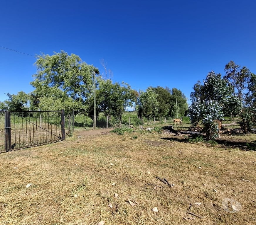 Parcelas en Venta Ñuble San Carlos - Fotos de EN VENTA PARCELAS SECTOR SANTA ROSA - NINQUIHUE