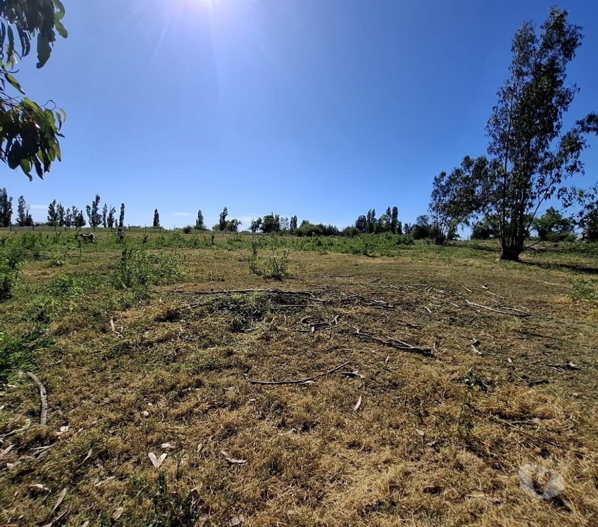 Parcelas en Venta Ñuble San Carlos - Fotos de EN VENTA PARCELAS SECTOR SANTA ROSA - NINQUIHUE