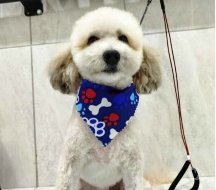 Veterinarios-Servicios-Accesorios Santiago Quinta Normal - Fotos de Peluquería canina