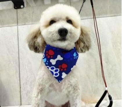 Accesorios para Mascotas Quinta Normal Santiago - Fotos de Peluquería canina