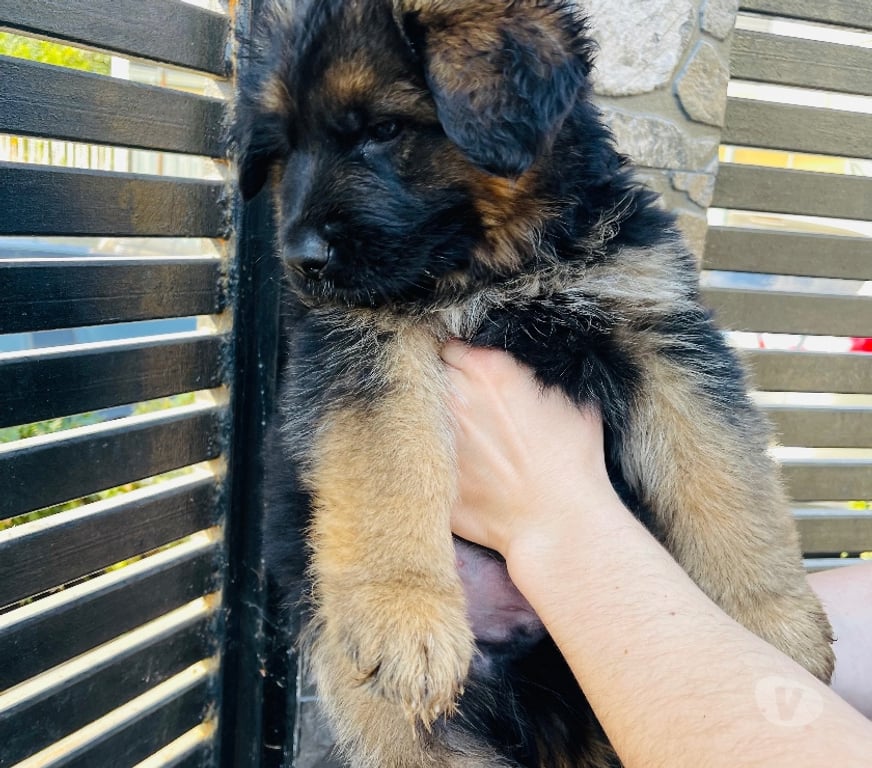 Gatos en Venta Santiago Maipú - Fotos de Cachorros Pastor Alemán – Linaje Aleman Premium