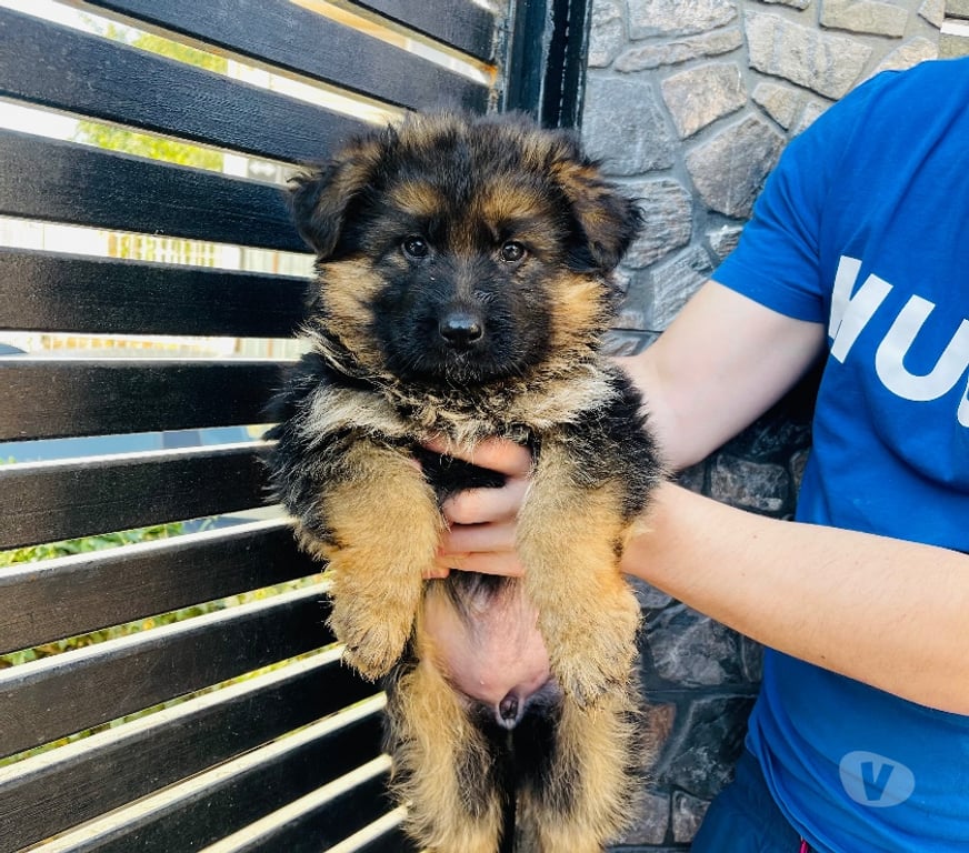 Gatos en Venta Santiago Maipú - Fotos de Cachorros Pastor Alemán – Linaje Aleman Premium