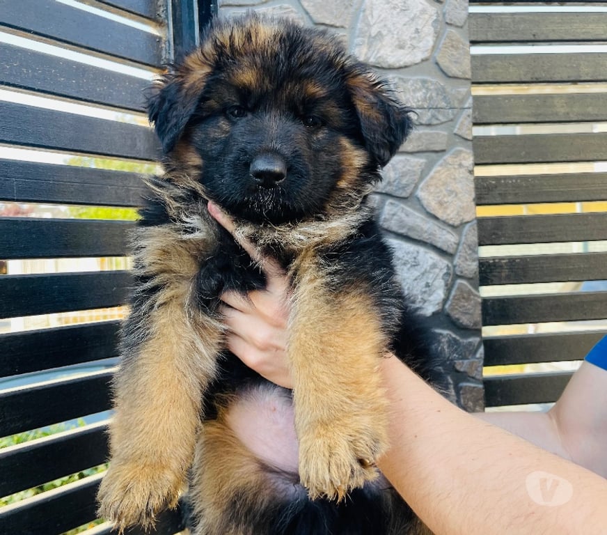 Gatos en Venta Santiago Maipú - Fotos de Cachorros Pastor Alemán – Linaje Aleman Premium