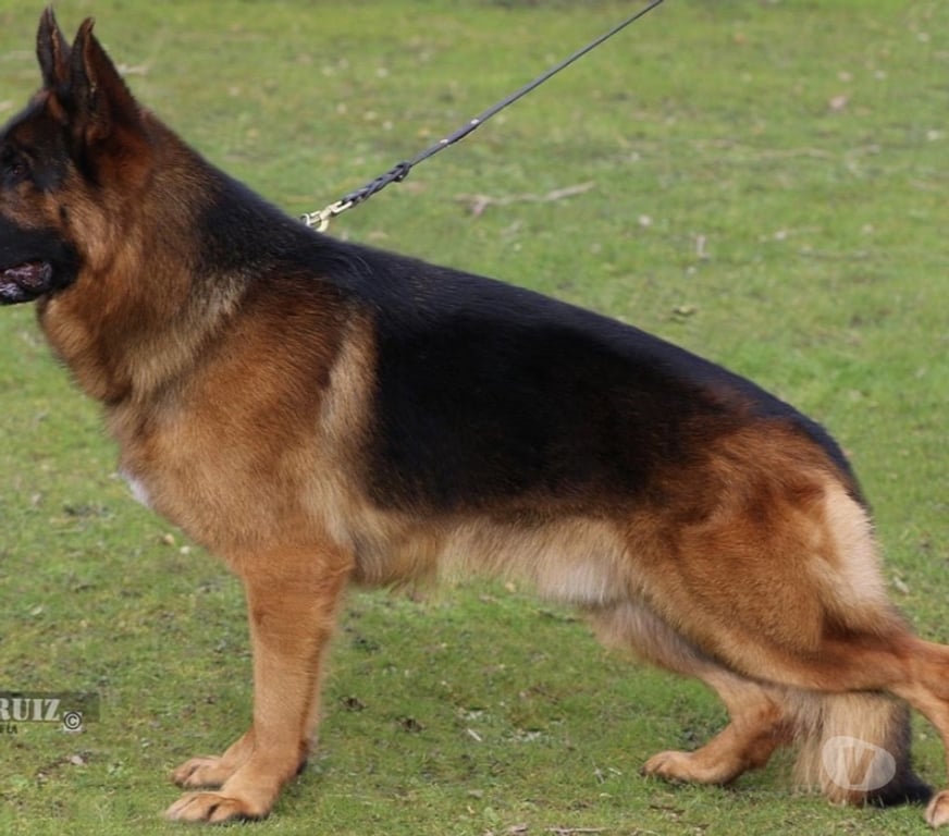 Gatos en Venta Santiago Maipú - Fotos de Cachorros Pastor Alemán – Linaje Aleman Premium