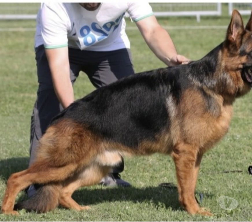 Gatos en Venta Santiago Maipú - Fotos de Cachorros Pastor Alemán – Linaje Aleman Premium