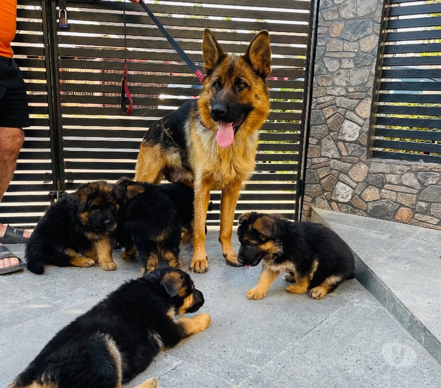 Gatos en Venta Santiago Maipú - Fotos de Cachorros Pastor Alemán – Linaje Aleman Premium