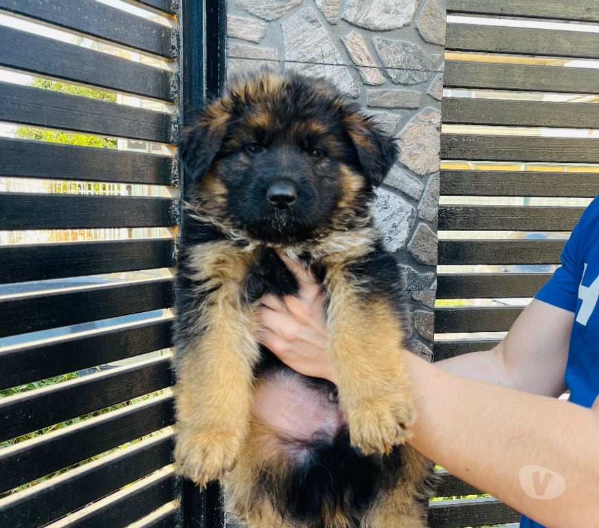 Gatos en Venta Santiago Maipú - Fotos de Cachorros Pastor Alemán – Linaje Aleman Premium