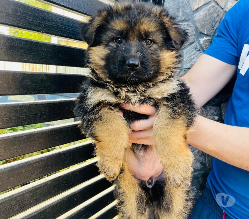 Gatos en Venta Santiago Maipú - Fotos de Cachorros Pastor Alemán – Linaje Aleman Premium