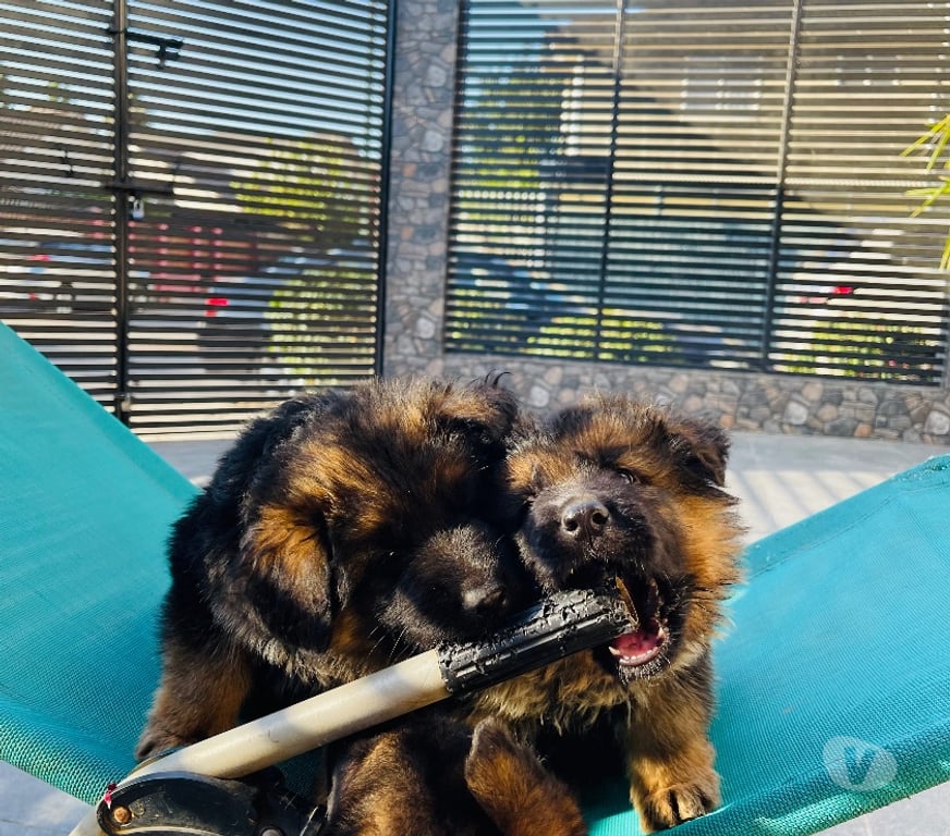 Gatos en Venta Santiago Maipú - Fotos de Cachorros Pastor Alemán – Linaje Aleman Premium