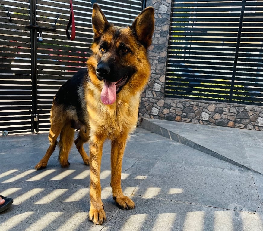 Gatos en Venta Santiago Maipú - Fotos de Cachorros Pastor Alemán – Linaje Aleman Premium