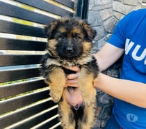 Cachorros Pastor Alemán – Linaje Aleman Premium