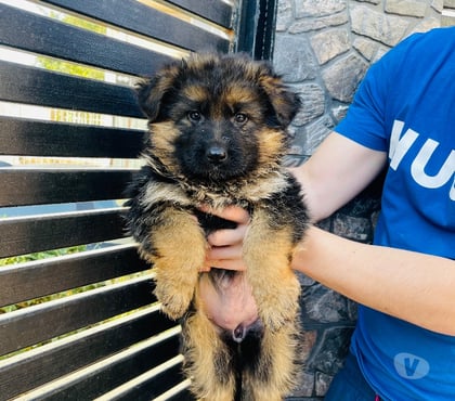 Venta de Mascotas Maipú Santiago - Fotos de Cachorros Pastor Alemán – Linaje Aleman Premium