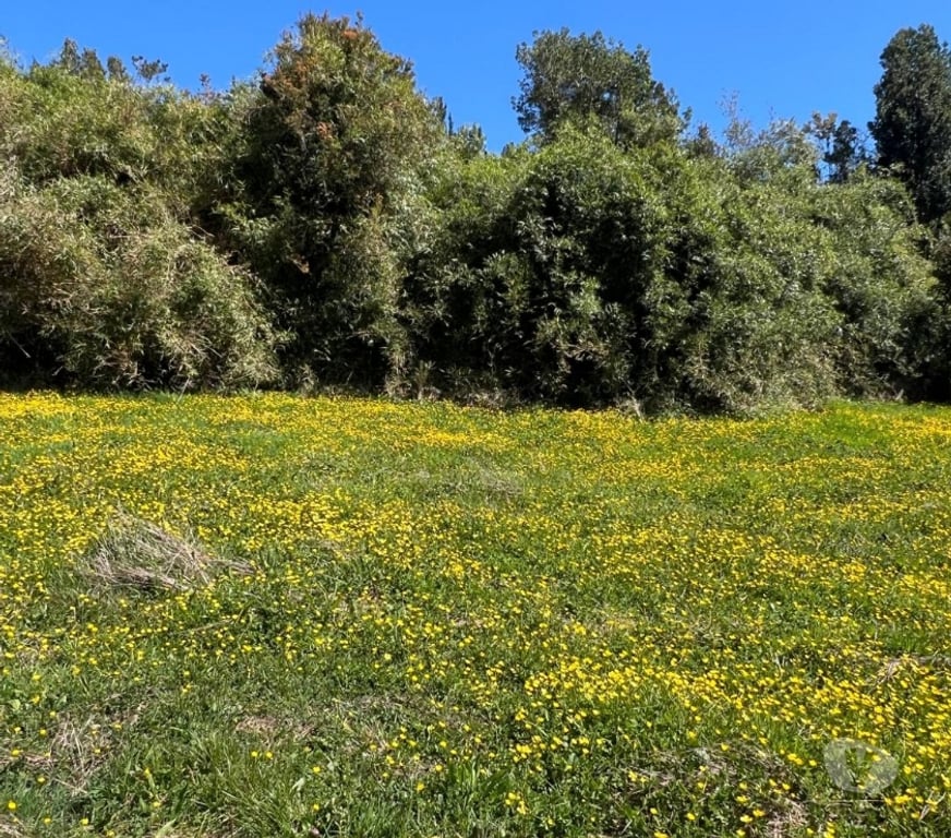 Parcelas en Venta Chiloé Ancud - Fotos de Venta de Parcelas en Chiloé