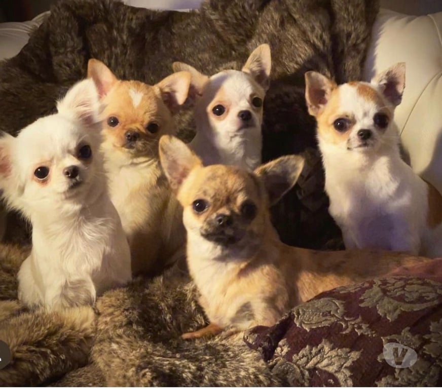 Gatos en Venta Santiago Maipú - Fotos de Espectaculares Chihuahuas pequeños