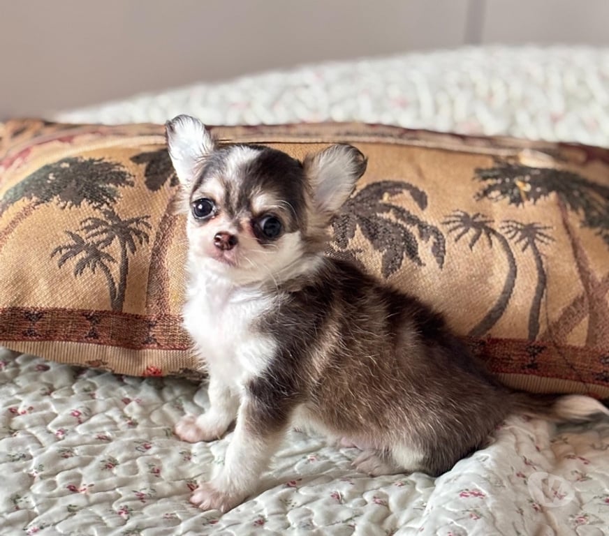 Gatos en Venta Santiago Maipú - Fotos de Espectaculares Chihuahuas pequeños