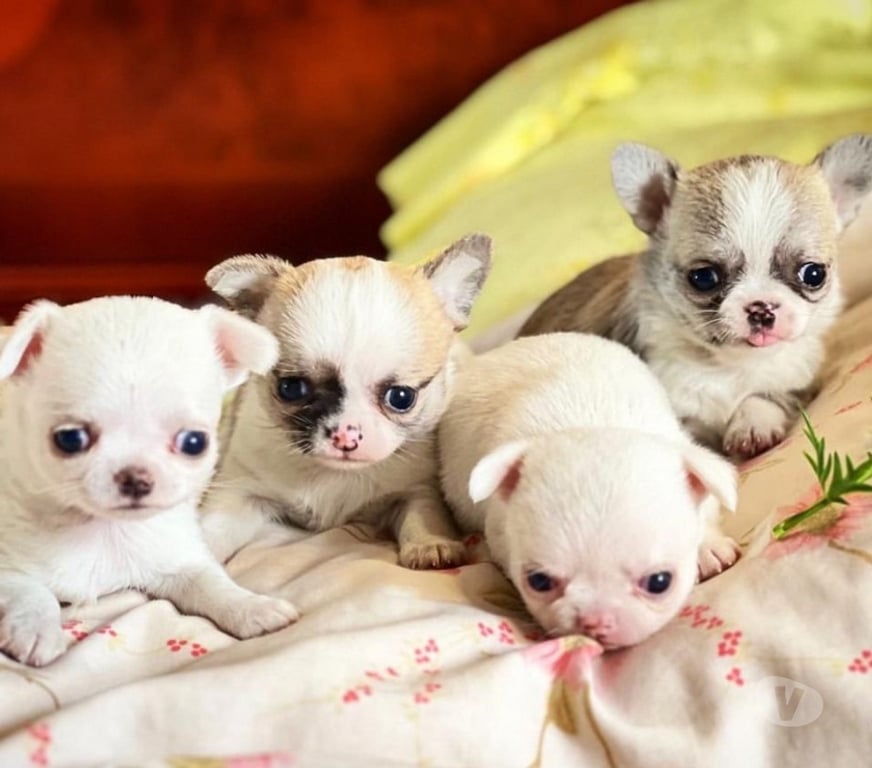 Gatos en Venta Santiago Maipú - Fotos de Espectaculares Chihuahuas pequeños