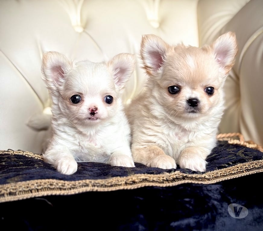 Gatos en Venta Santiago Maipú - Fotos de Espectaculares Chihuahuas pequeños