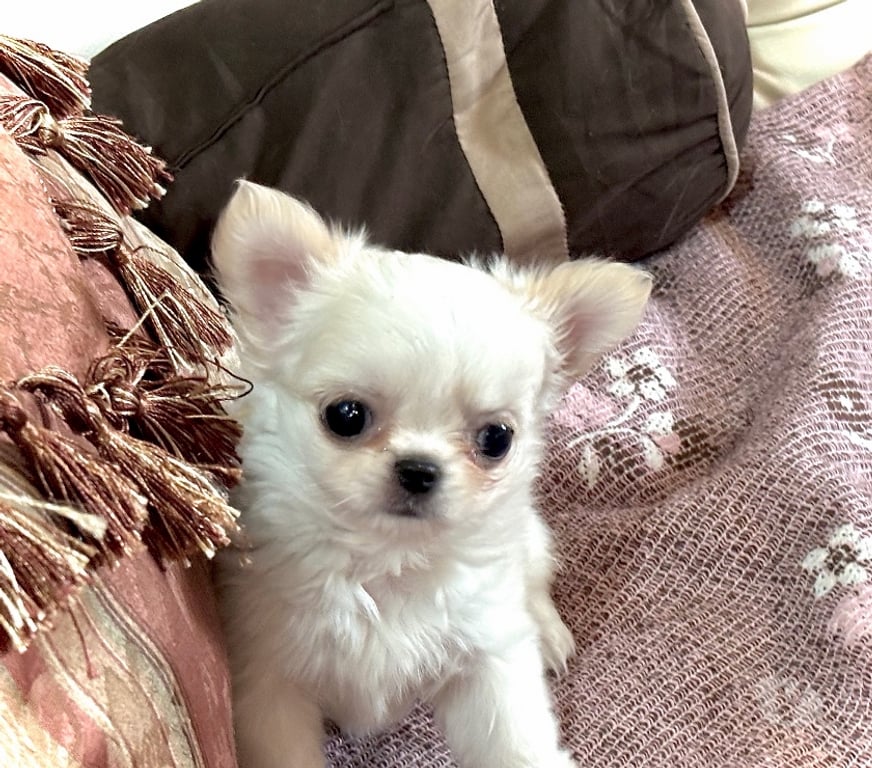 Gatos en Venta Santiago Maipú - Fotos de Espectaculares Chihuahuas pequeños