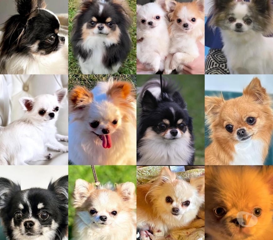 Gatos en Venta Santiago Maipú - Fotos de Espectaculares Chihuahuas pequeños