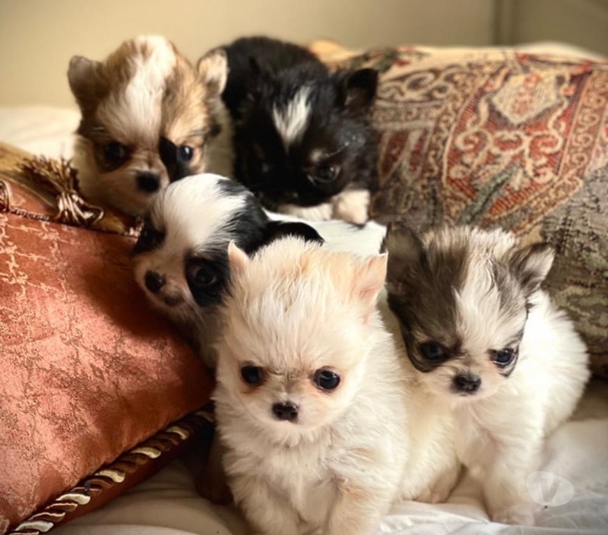 Gatos en Venta Santiago Maipú - Fotos de Espectaculares Chihuahuas pequeños