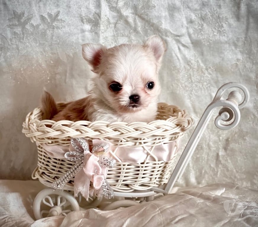 Gatos en Venta Santiago Maipú - Fotos de Espectaculares Chihuahuas pequeños